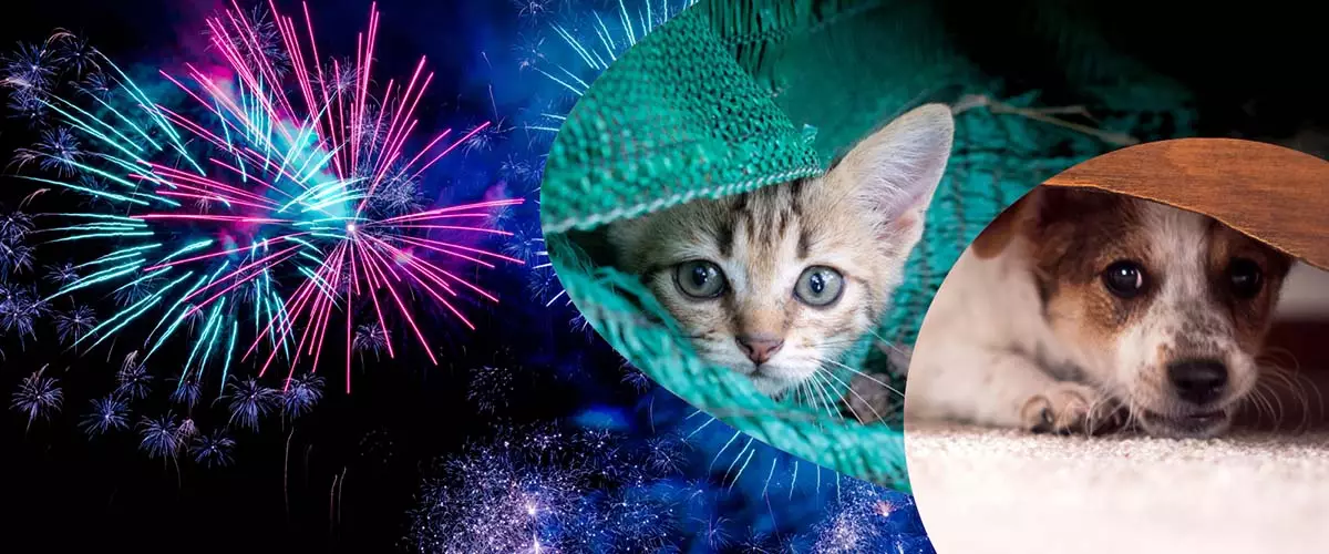 Preparing Pets for Bonfire Night: Expert Tips to Alleviate Firework Anxiety