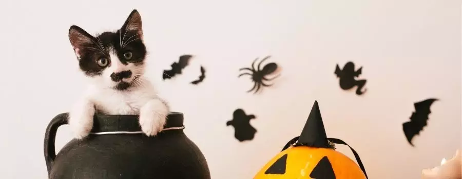 Ensuring a Safe and Spooktacular Halloween for Your Pets