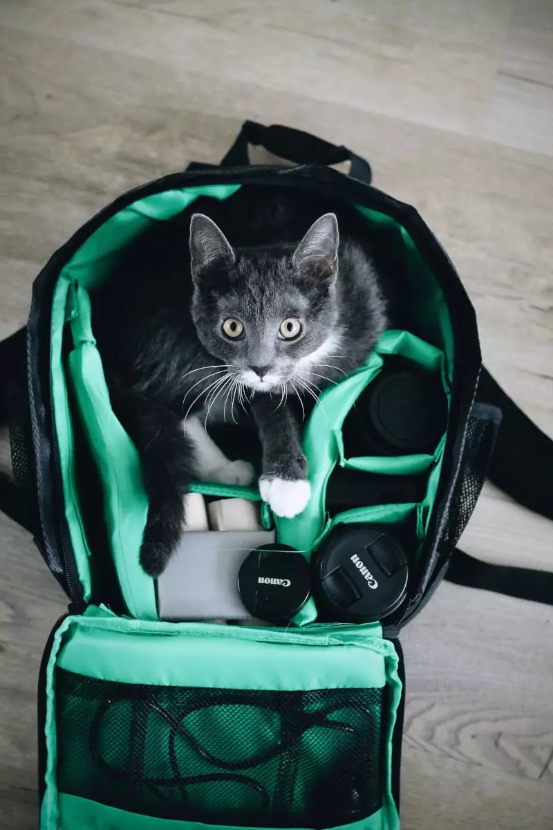 Mastering the Art of Cat Photography: Tips for Capturing Feline Expressions