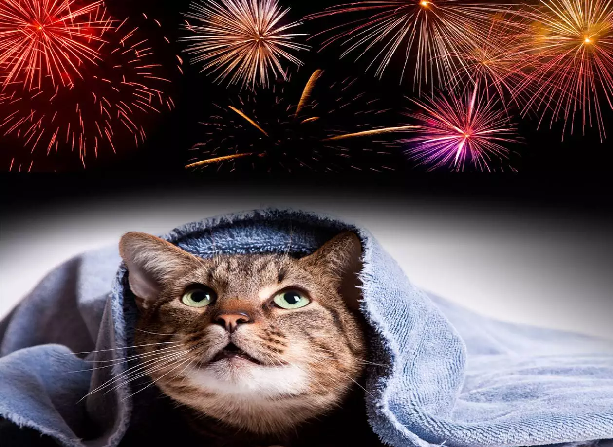 Essential Preparations for Pet Owners Ahead of Fireworks Season