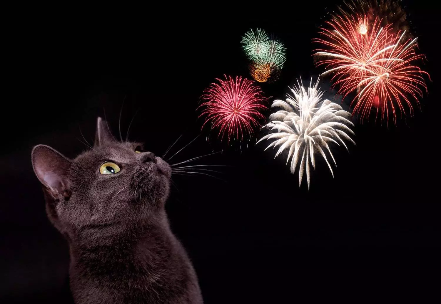 Safeguarding Your Feline Friend: Essential Tips for Keeping Cats Calm During Fireworks