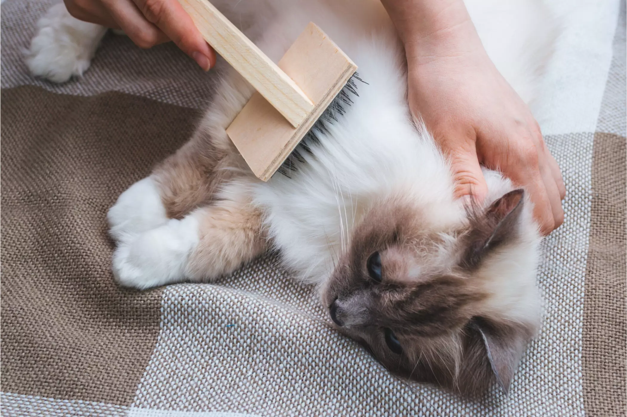 Caring for Your Cat: The Importance of Grooming