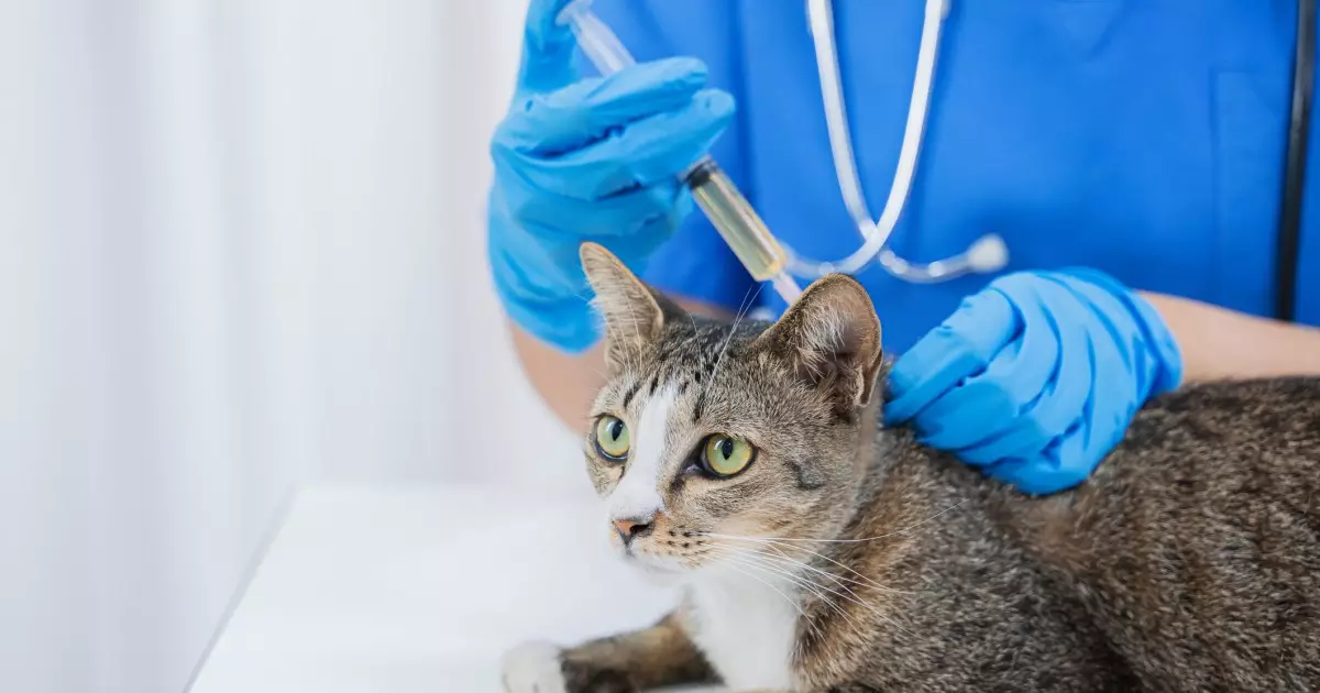 The Essential Guide to Cat Vaccination: Unpacking Myths and Realities