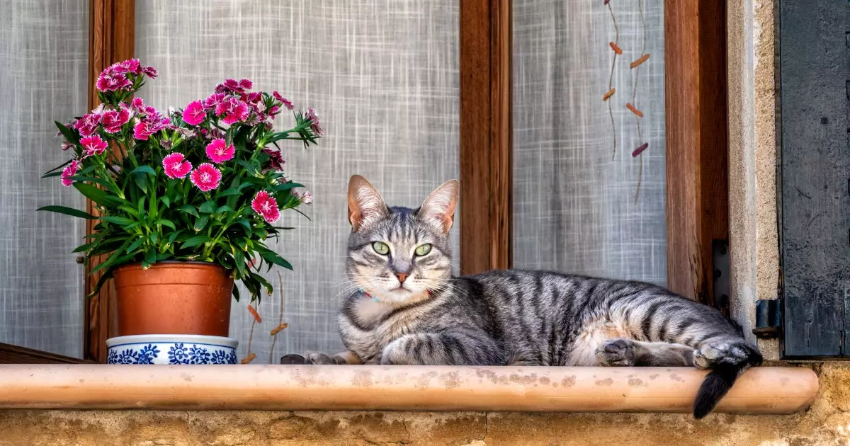 The Great Indoor-Outdoor Debate: Ensuring a Fulfilling Life for Your Feline Friend