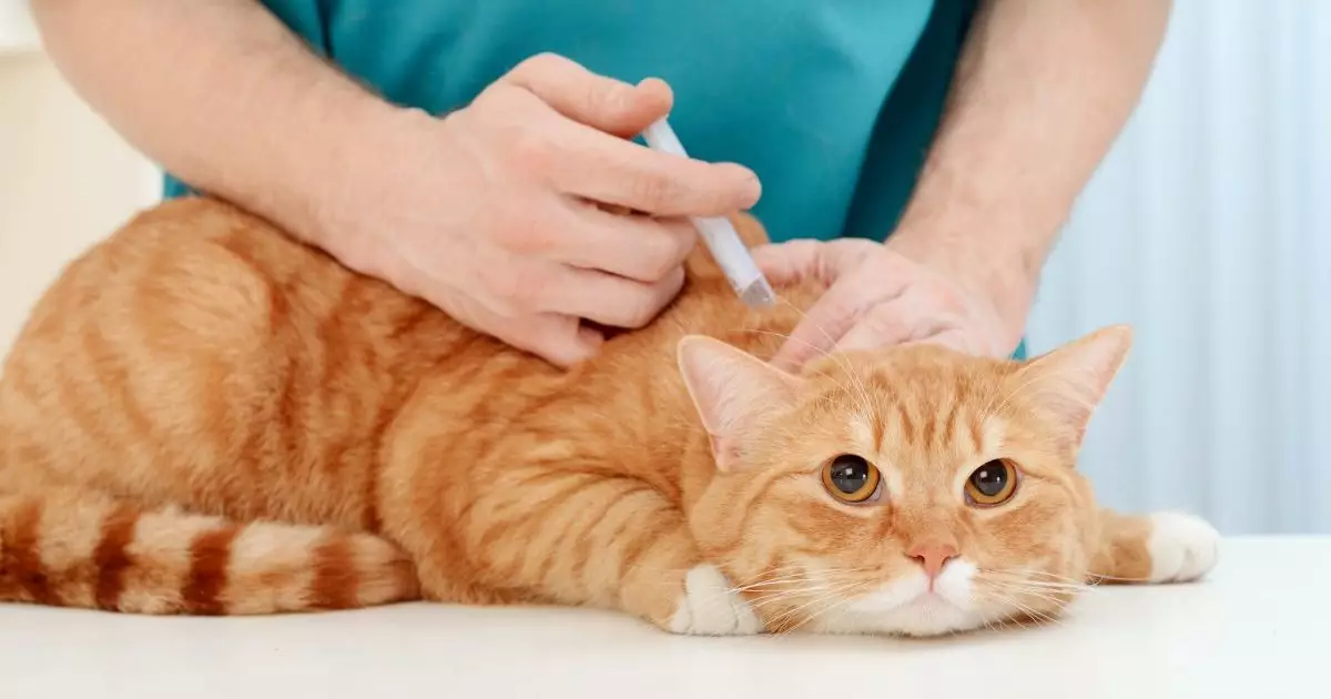 The Essential Role of Vaccination in Feline Health