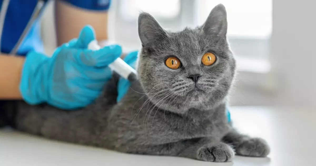 The Future of Feline Contraception: A Breakthrough in Cat Care