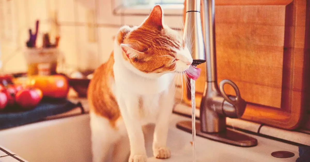 The Puzzling Connection Between Cats and Excessive Thirst