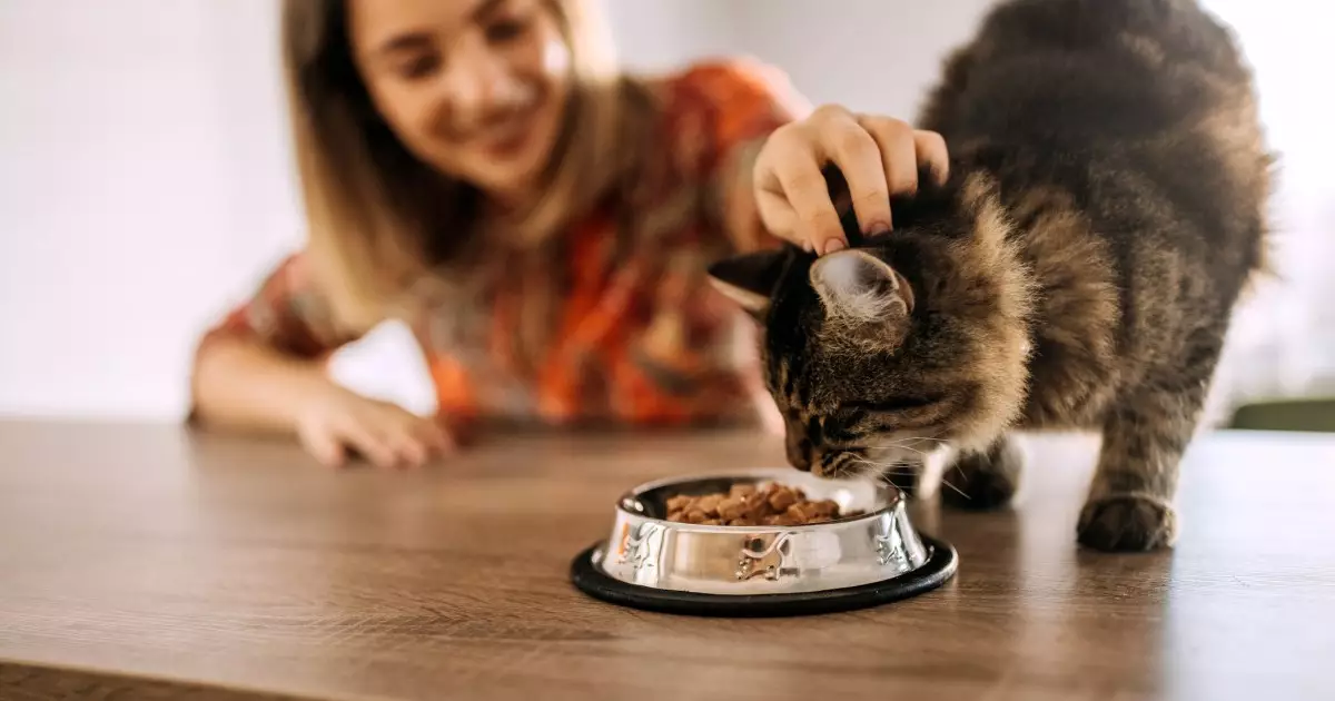 Understanding the Pros and Cons of Free Feeding for Cats