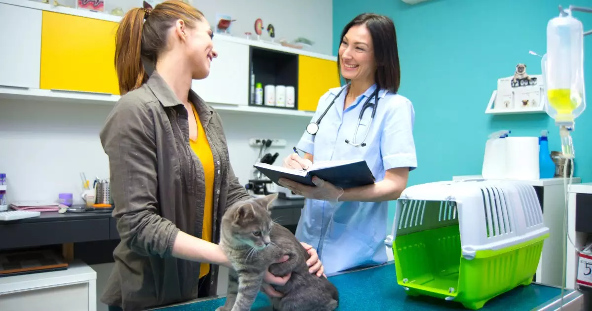 The Essential Guide to Cat Insurance: A Must-Have for Responsible Cat Owners