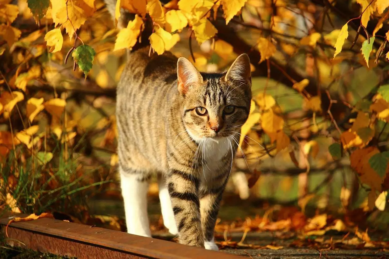 Autumn Awareness: Safeguarding Pets from Seasonal Toxins