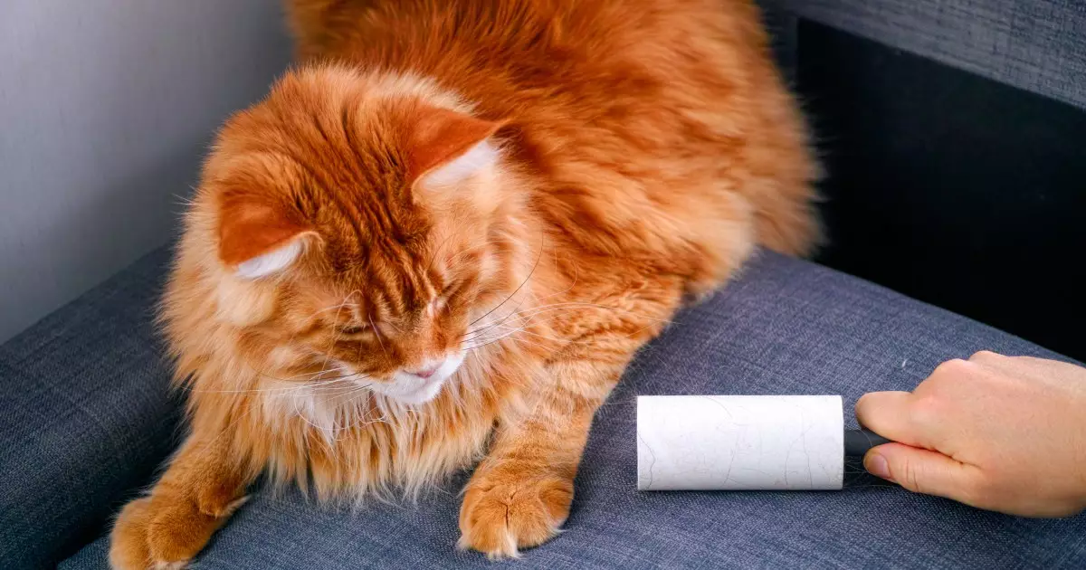 The Ultimate Guide to Managing Cat Hair: Tips for a Hair-Free Home