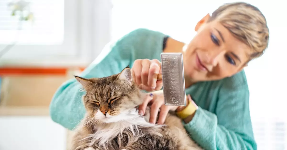 The Art of Cat Grooming: Avoiding Common Missteps for a Happy Feline