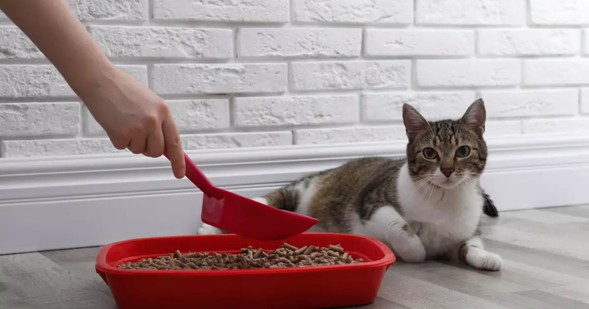 Litter Box Insights: What Your Cat Wishes You Knew