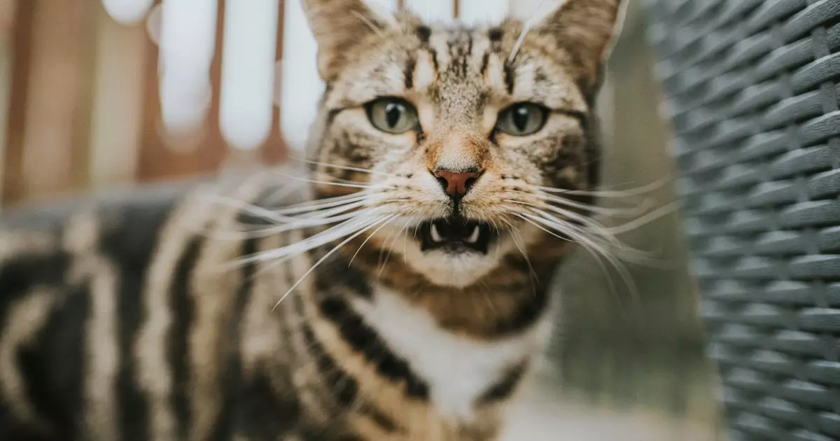 Decoding the Silent Language of Cats: Unveiling Their Emotional Intelligence