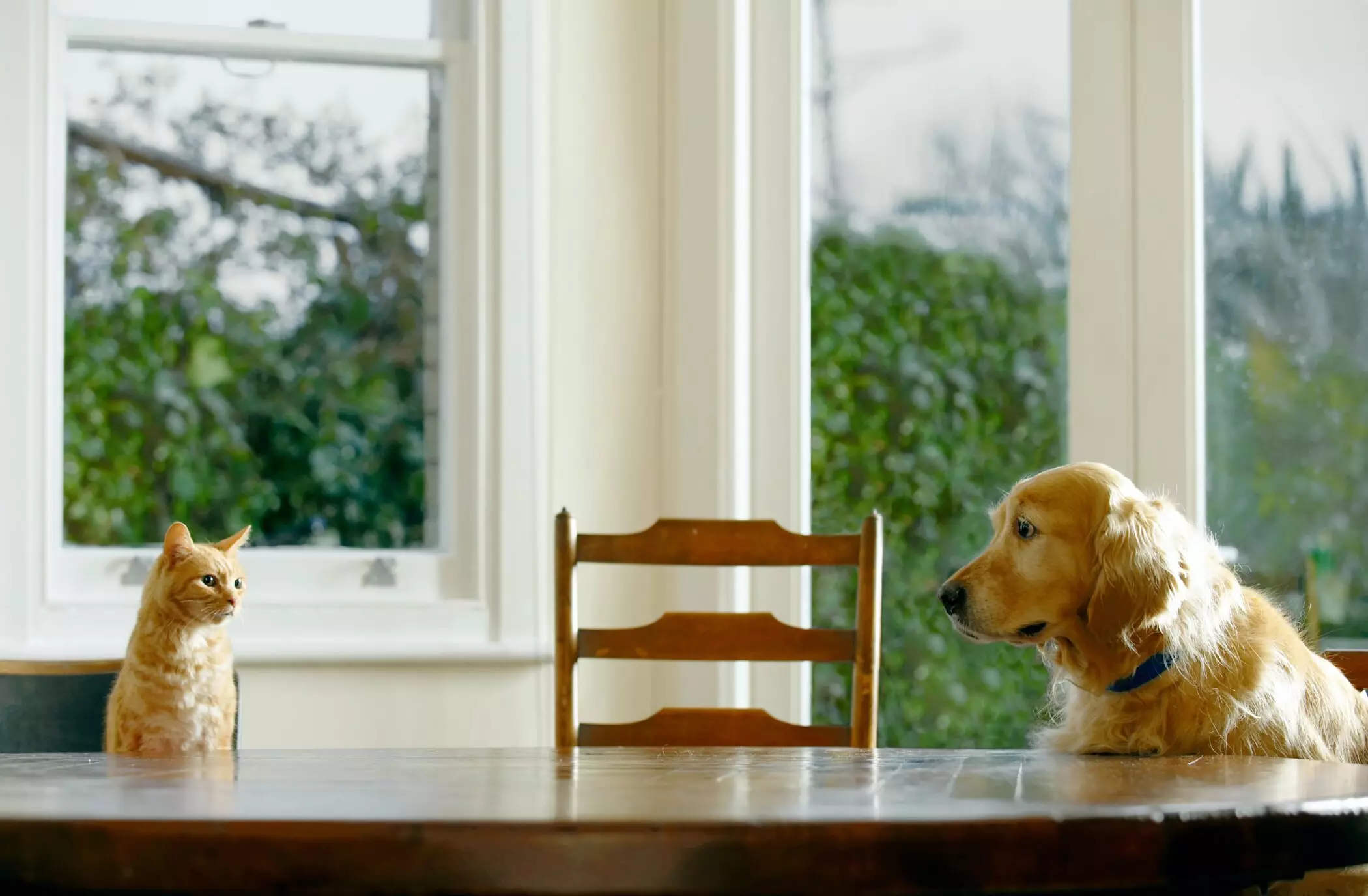 The Enduring Legacy of Larry, the Downing Street Cat: A Study in Feline Diplomacy and Care