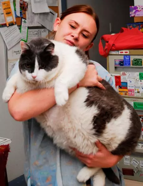 Understanding Feline Obesity: Causes, Consequences, and Solutions