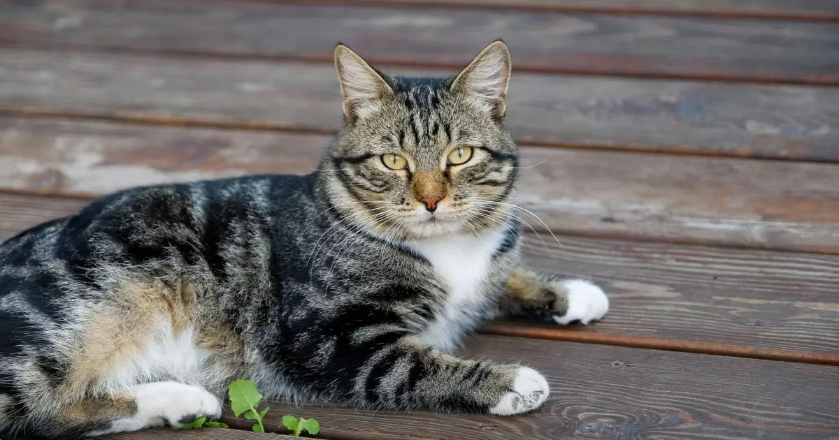 Emerging Threat: The Lethal F-CoV-23 Strain in Cats