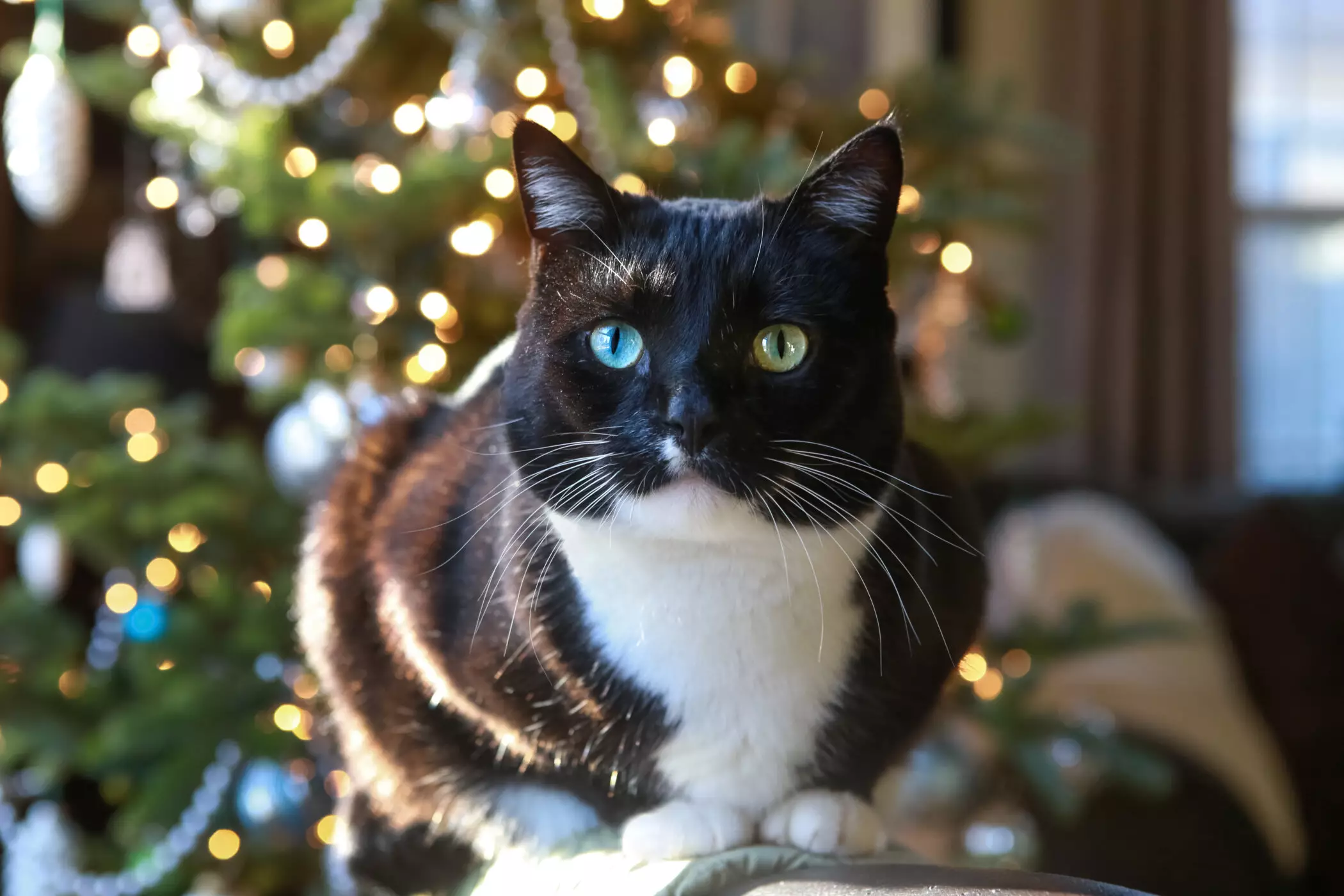 Keeping Pets Safe: The Dangers of Chocolate During the Holiday Season