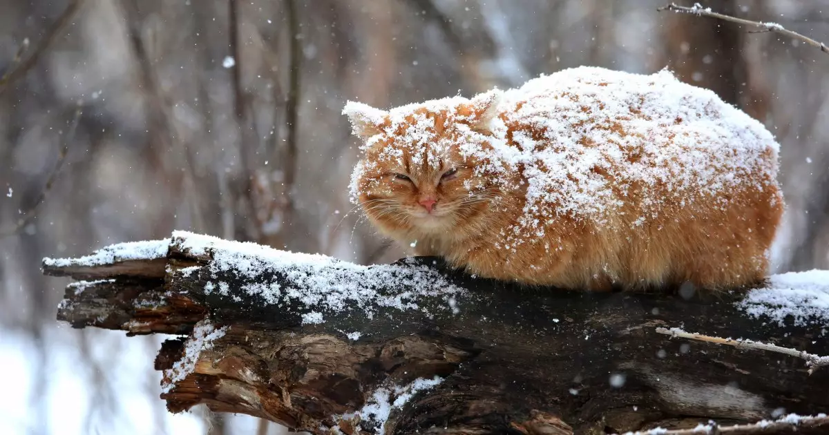 Winter Care for Outdoor Cats: A Comprehensive Guide