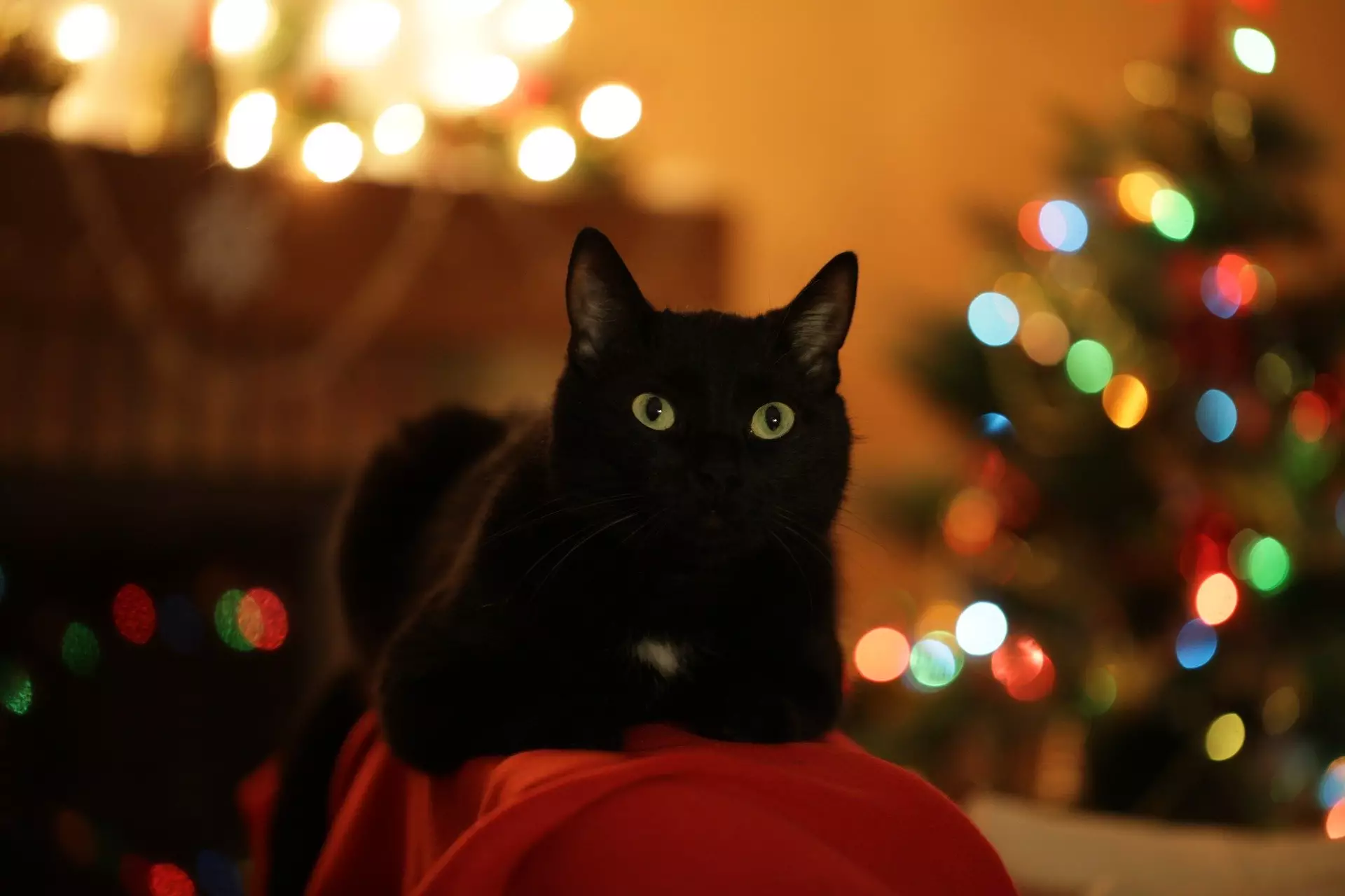 Pet Safety During the Festive Season: A Guide to Toxic Winter Plants