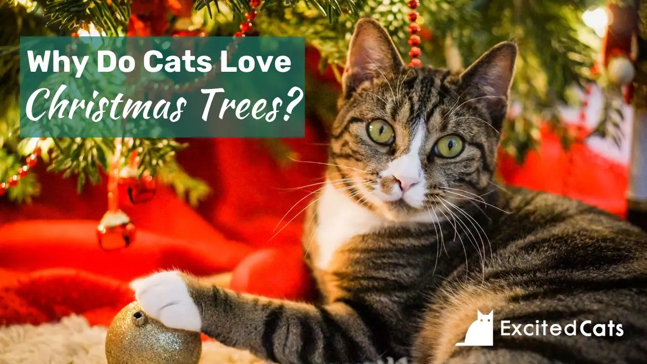 The Festive Feline Frenzy: Understanding Cats and Christmas Trees