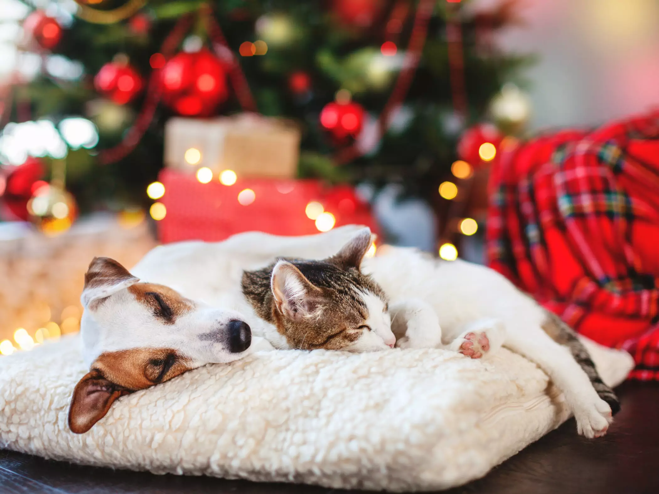 Ensuring Pet Safety During the Festive Season