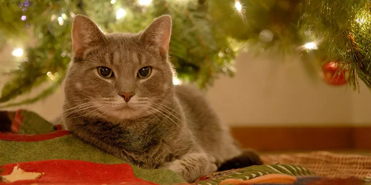 Safe and Merry: Protecting Your Pets This Holiday Season