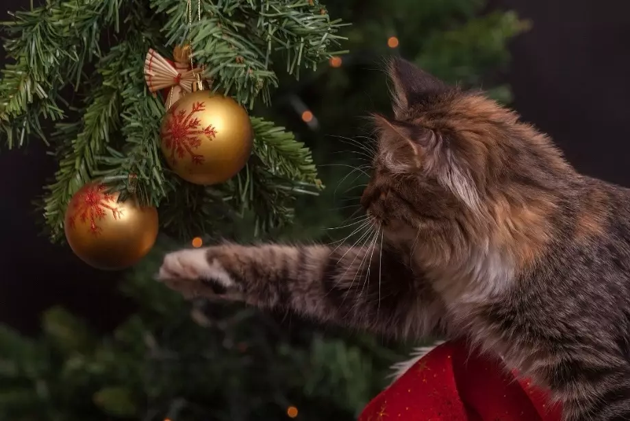 Safeguarding Your Feline Friend: Essential Tips for a Healthy Christmas