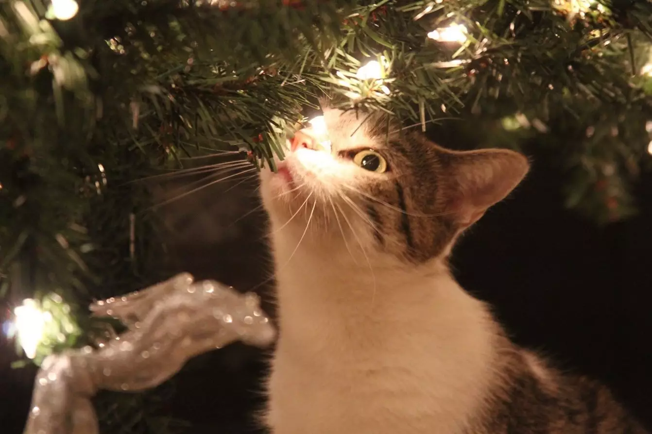 Joyful Safety: Protecting Your Pets This Holiday Season