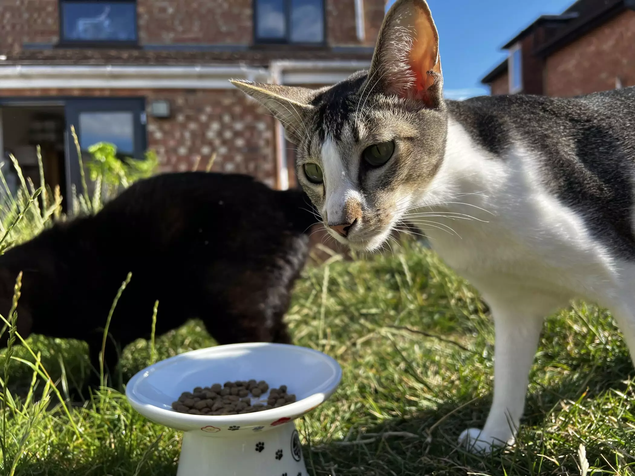 Unleash Joy: The Ultimate Feeding Experience for Your Feline Friends