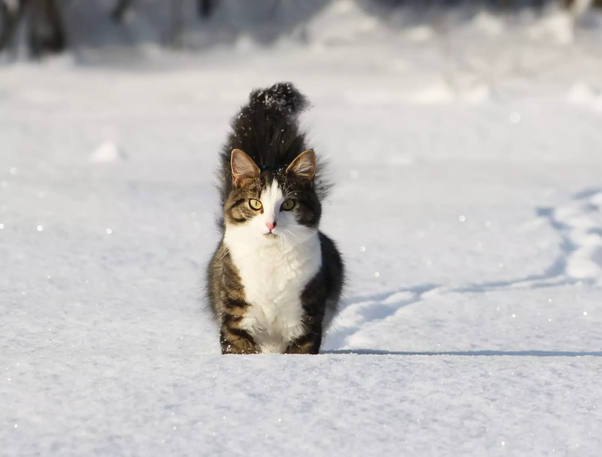 Protecting Our Pets: Essential Tips for Keeping Your Furry Friends Warm and Safe