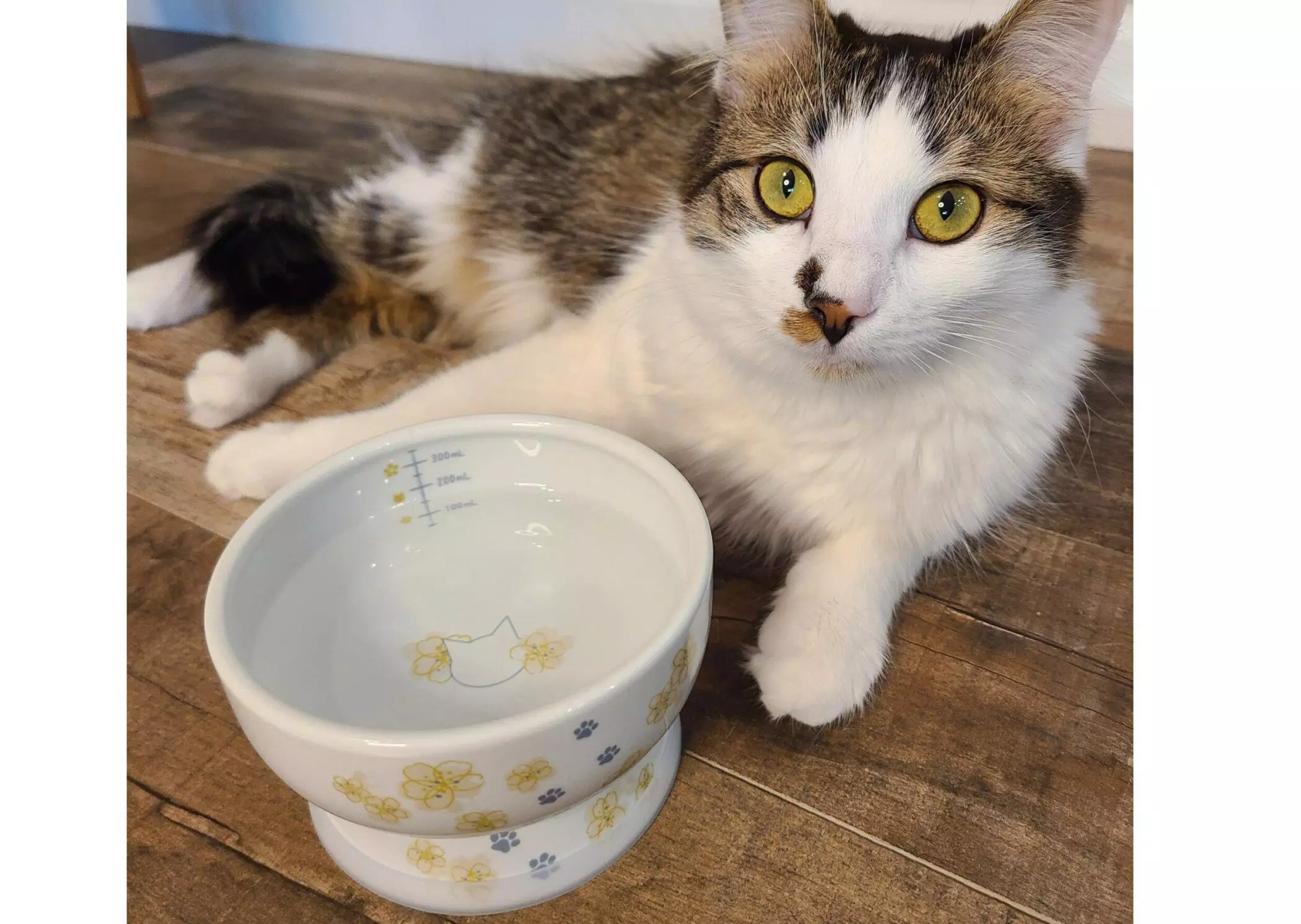 Essential Hydration Tips for Your Feline Companion