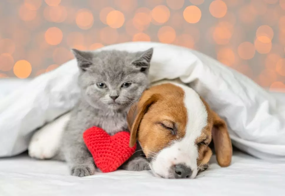 Pet Safety: How to Protect Your Pets from Valentine’s Day Hazards