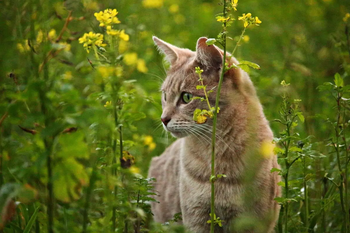 Pet-Safe Flower Choices for Mother’s Day: A Guide for Cat Owners