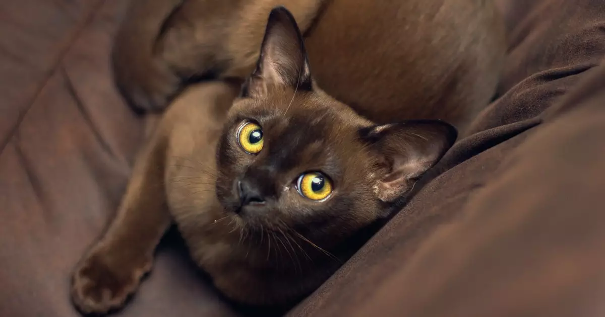 The Burmese Cat: A Lifespan Guide for This Cherished Breed