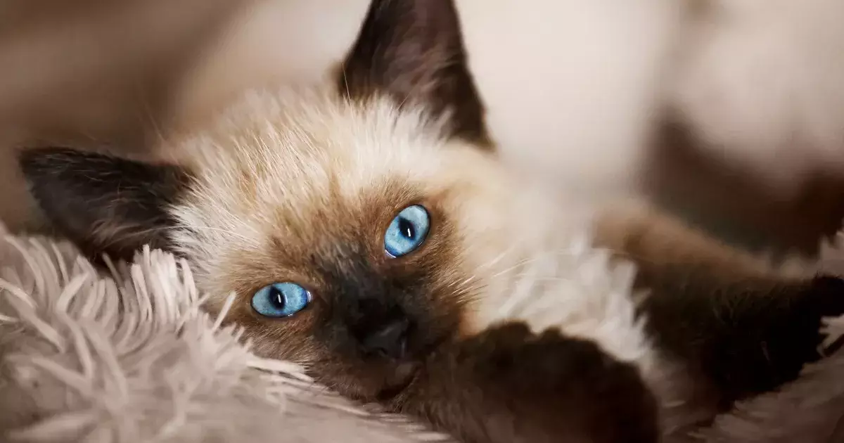 The Warmhearted Charm of Balinese Cats