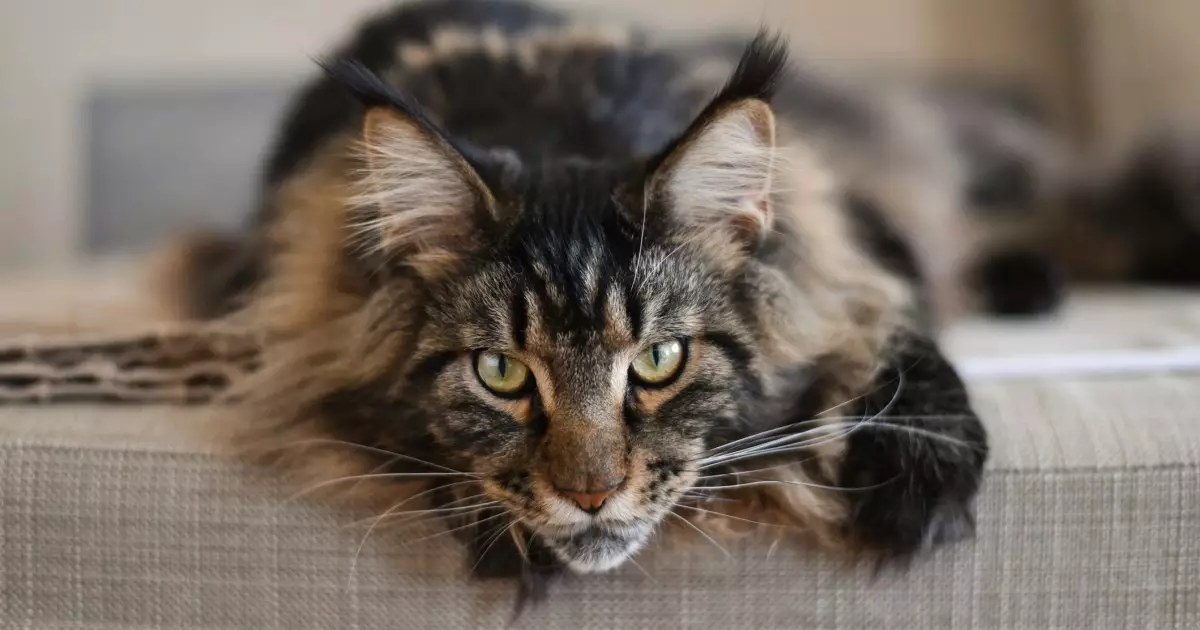 The Maine Coon: Understanding Lifespan and Care for These Gentle Giants