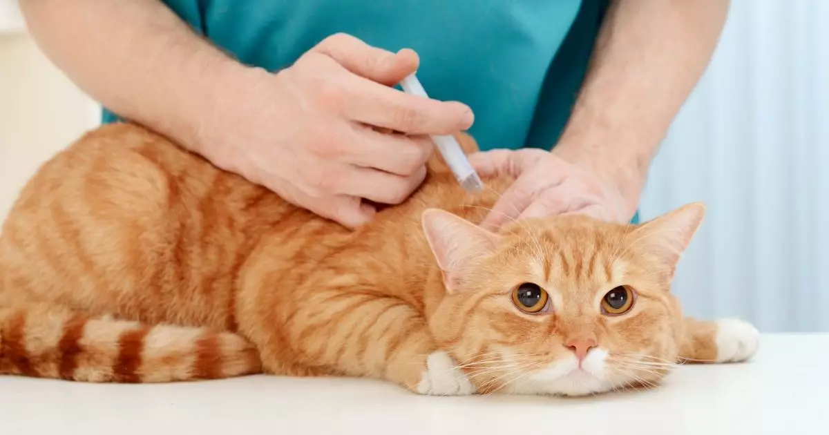 The Use of Penicillin in Feline Medicine: A Critical Insight