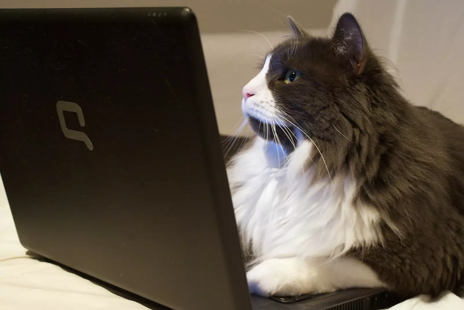 The Power of Social Media in Rehoming Cats: Navigating the Digital Landscape for Responsible Adoptions