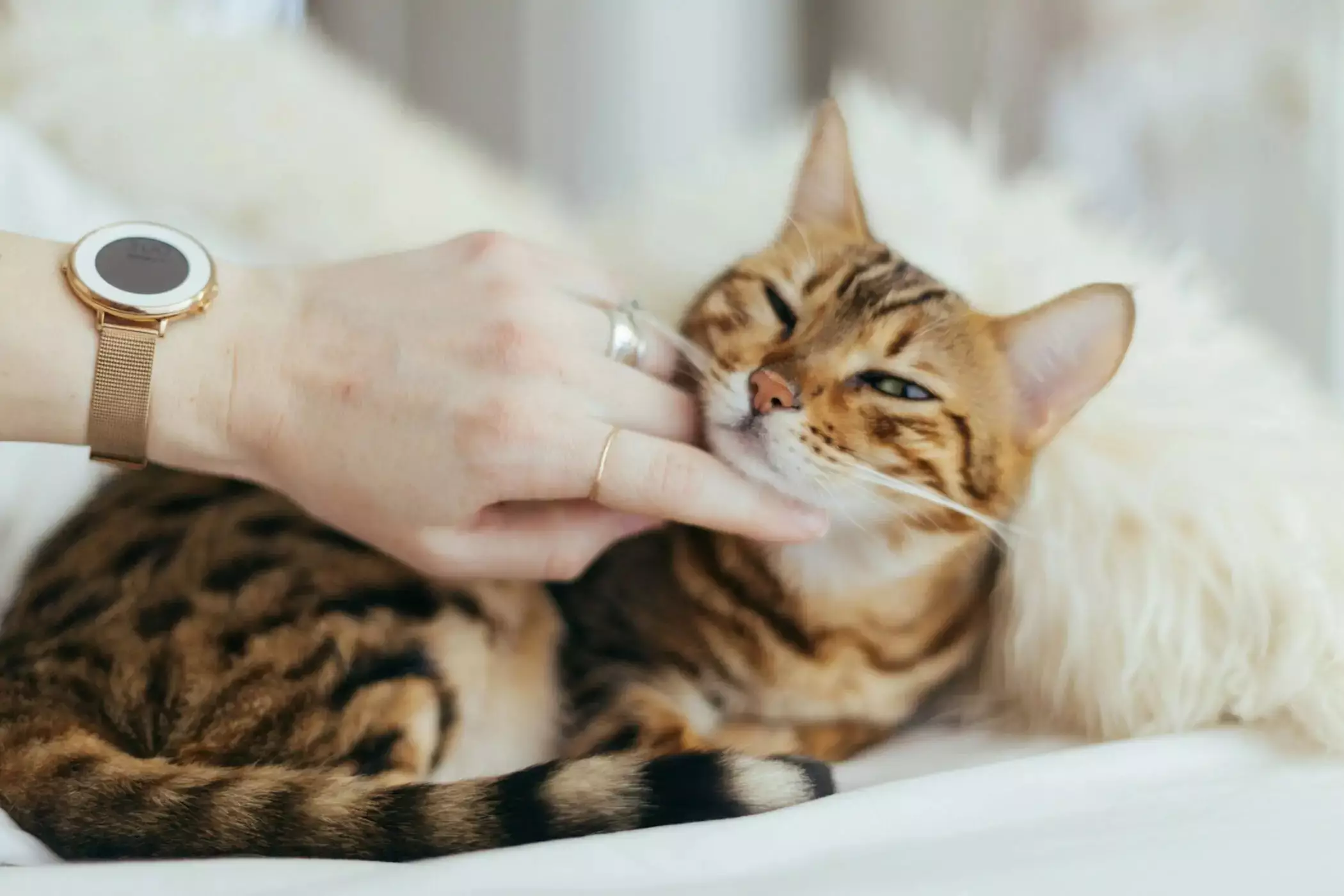 Celebrating Feline Companionship: The Joy of Take Your Cat To Work Day