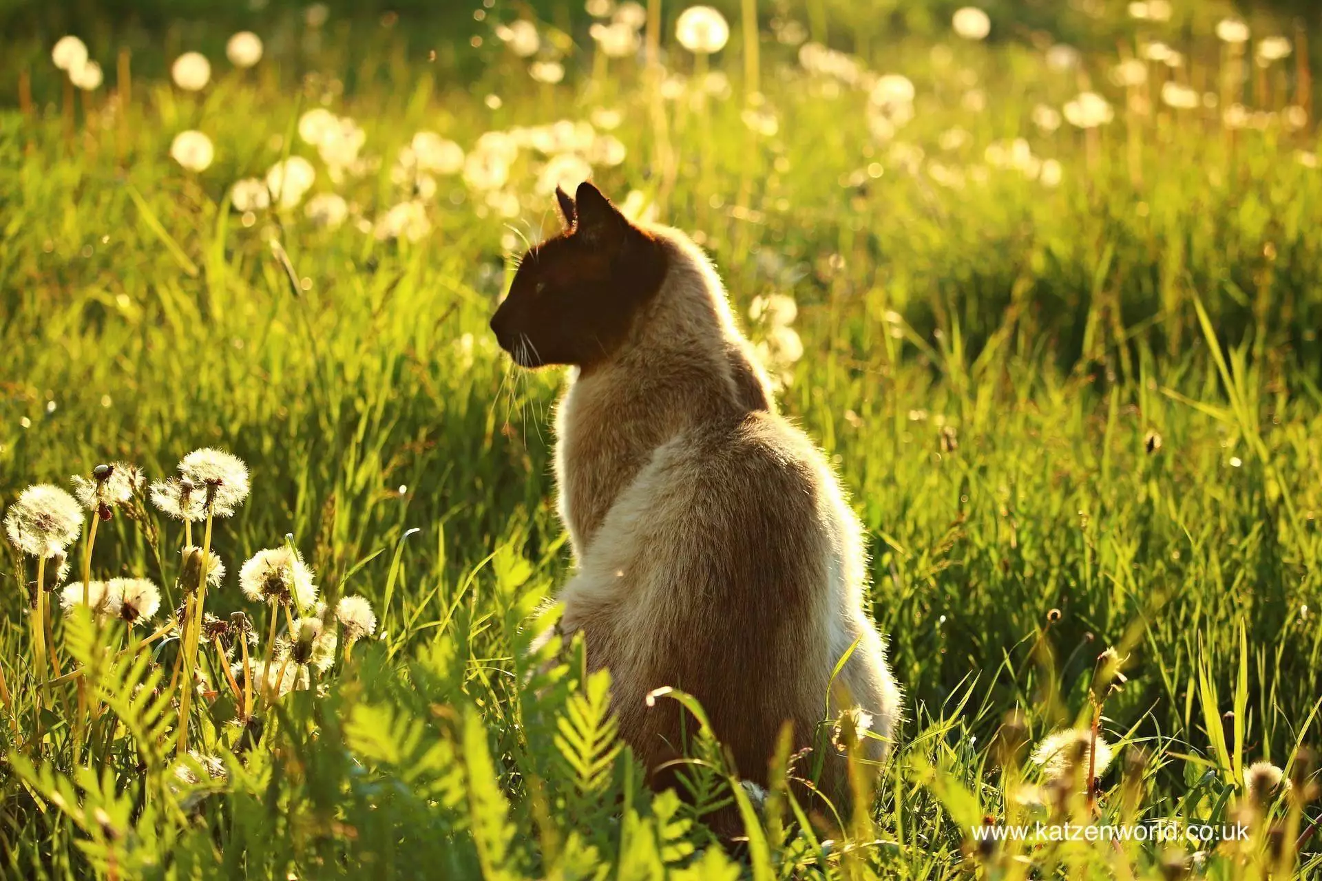 Keeping Pets Safe from Summer Plant Hazards