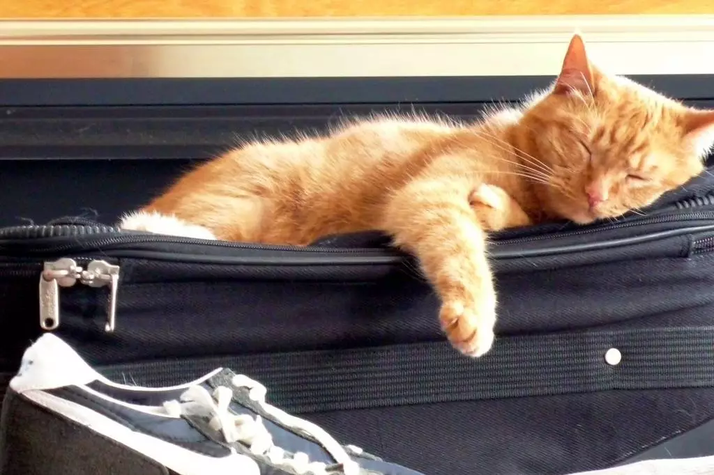 The Ultimate Guide to Stress-Free Travel with Pets