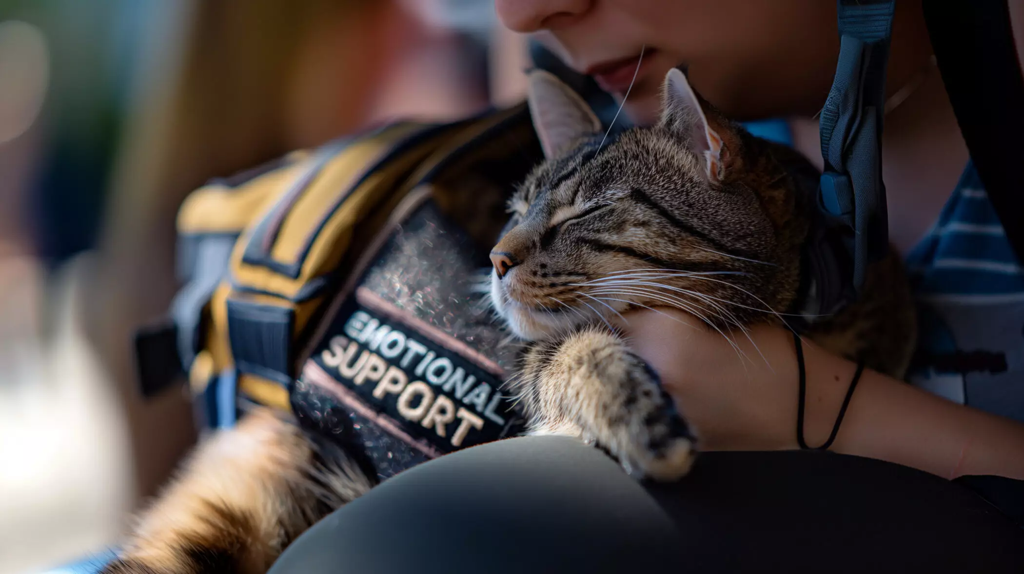 The Vital Guide to Recognizing Your Cat as an Emotional Support Animal