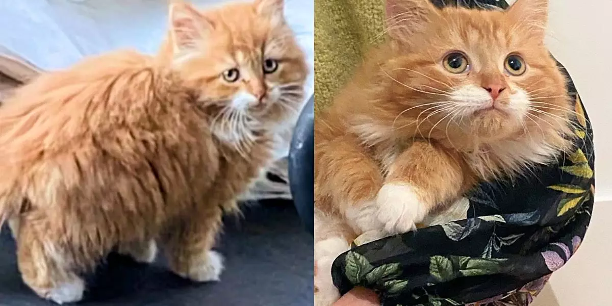 A Journey from the Streets: The Transformation of Chip the Kitten