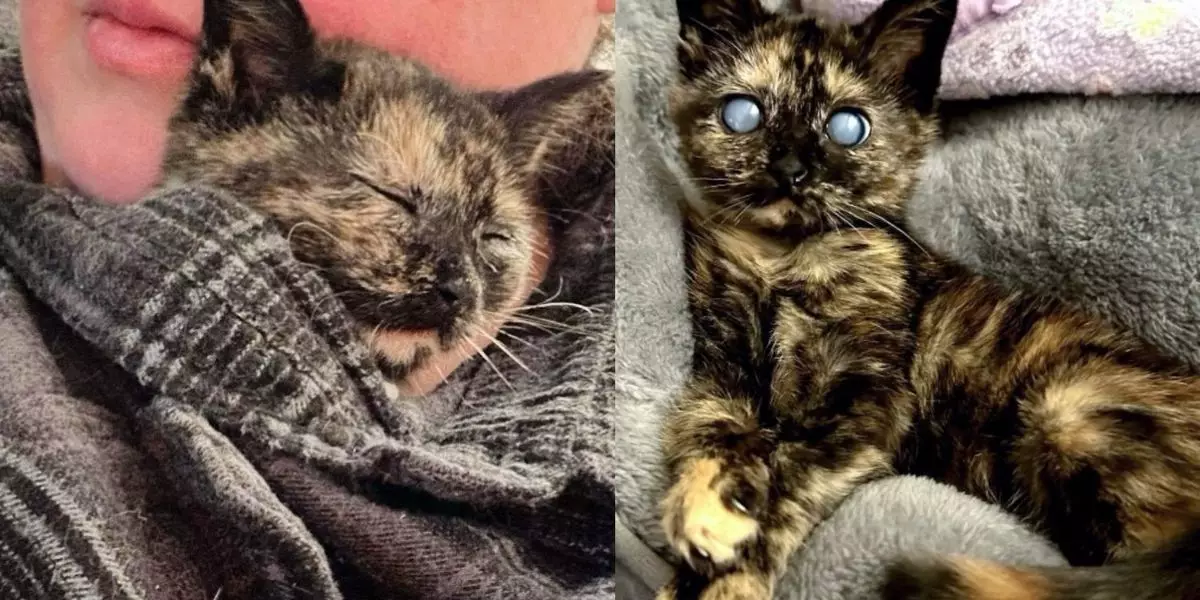 The Incredible Journey of Lini: A Blind Kitten’s Triumph Over Adversity