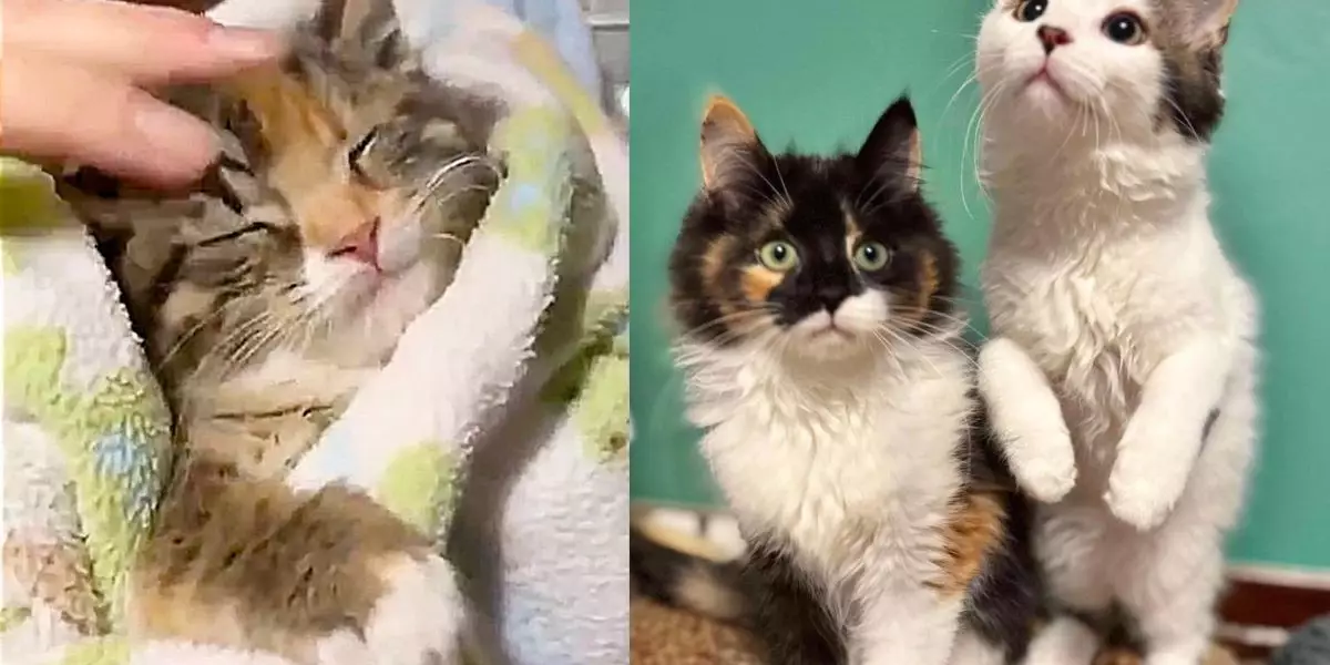 The Heartwarming Journey of Rescued Kittens: A Tale of Compassion and Community