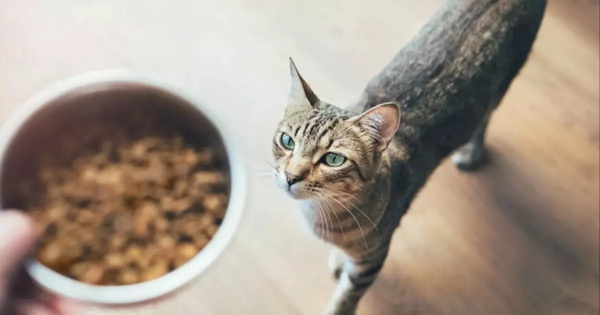 Understanding the Safety of Fussie Cat Food in 2024