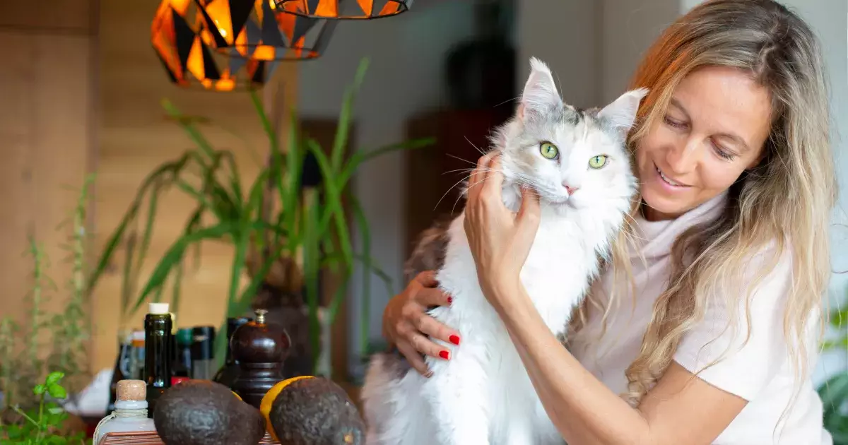 The Allure of Maine Coons: The Ultimate Companions