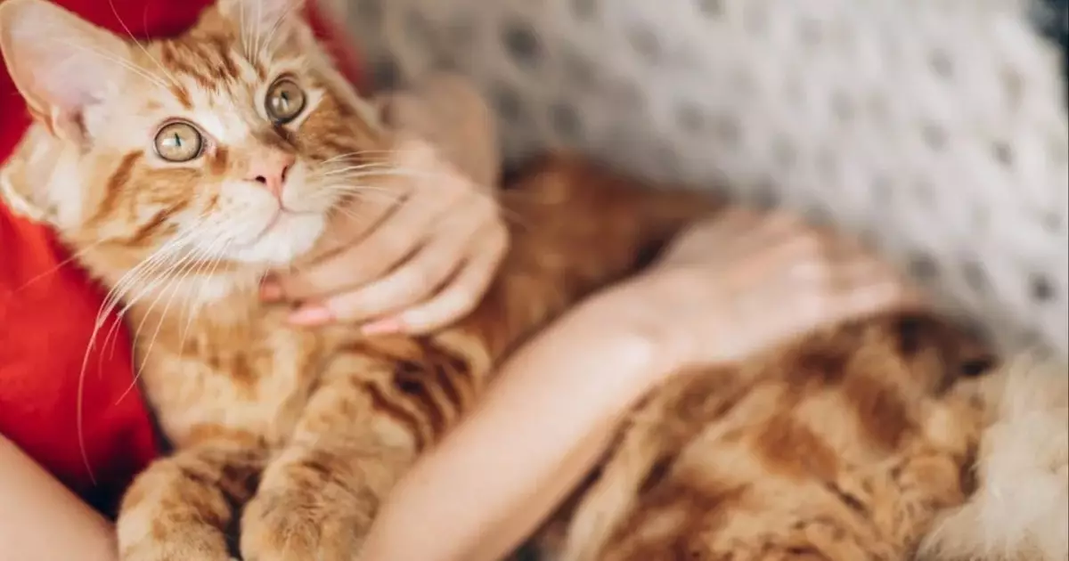 The Magnificent Maine Coon: A Closer Look at the Gentle Giant of Domestic Cats