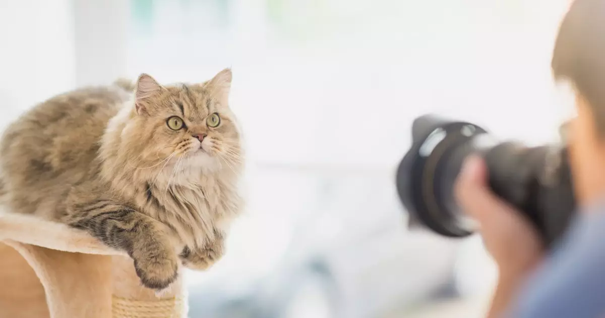 Capturing Your Feline’s Essence: A Guide to Successful Cat Photography